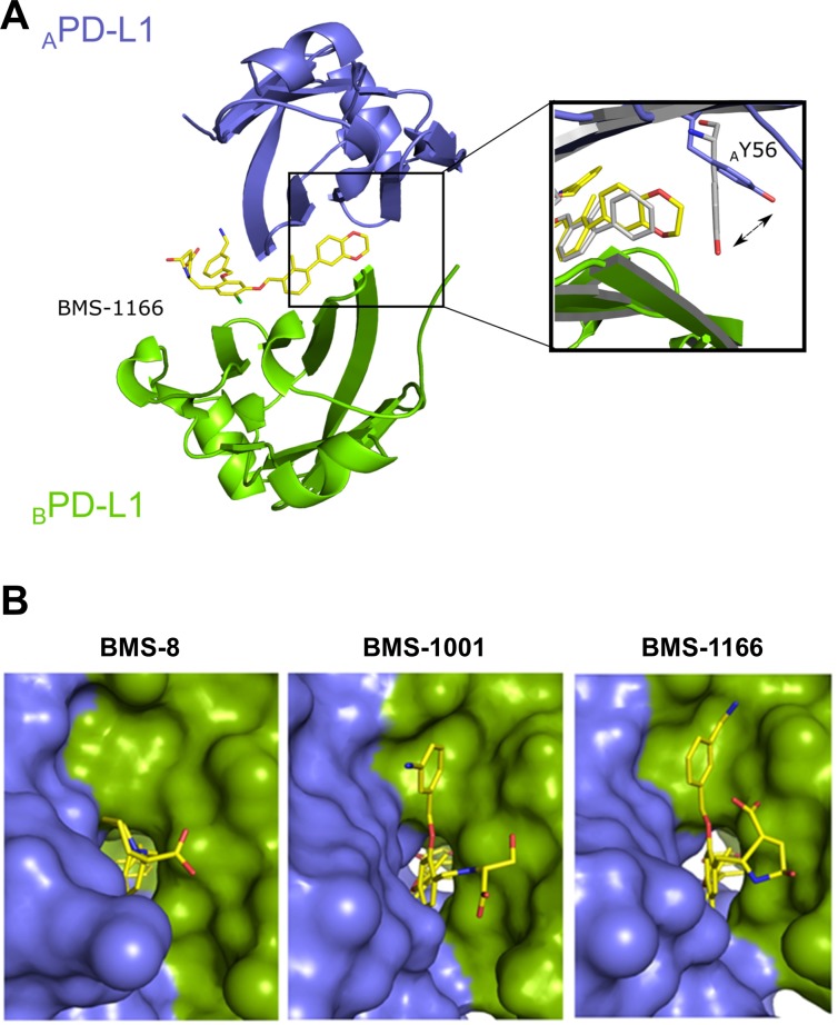 BMS-1166 induces binding cleft opening. Oncotarget. 2017 Aug 7;8(42):72167-72181.