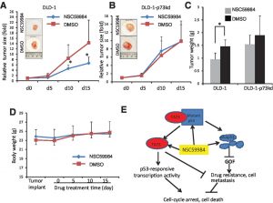 Effects of NSC59984 injection on tumor growth and cell death in xenograft tumors in vivo. Zhang S, et al. Cancer Res. 2015, 75(18), 3842-3852.