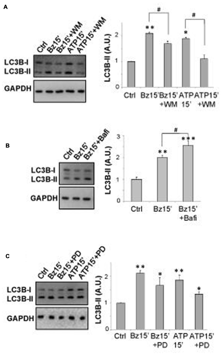 P2X7 induces autophagic flux in SOD1-G93A microglia. Front Cell Neurosci. 2017 Aug 21;11:249.