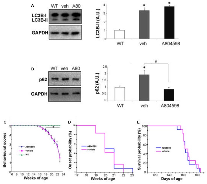 In vivo chronic treatment with P2X7 antagonist A-804598 decreases SQSTM1/p62 expression in lumbar spinal cord of SOD1-G93A mice. Front Cell Neurosci. 2017 Aug 21;11:249.