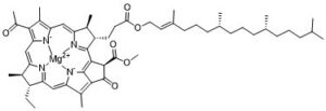 Bacteriochlorophyll a