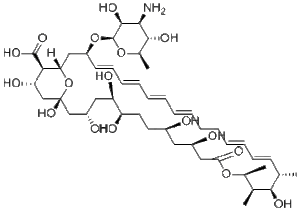 Amphotericin B