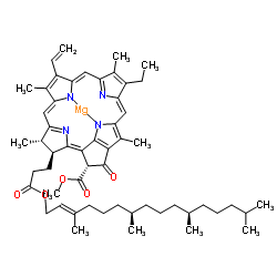 chlorophyll a