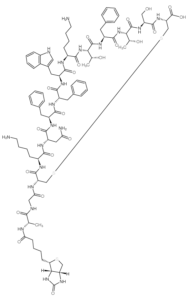 Biotin-Somatostatin-14