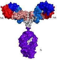 AVELUMAB