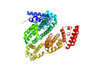 Bovine Serum Albumin