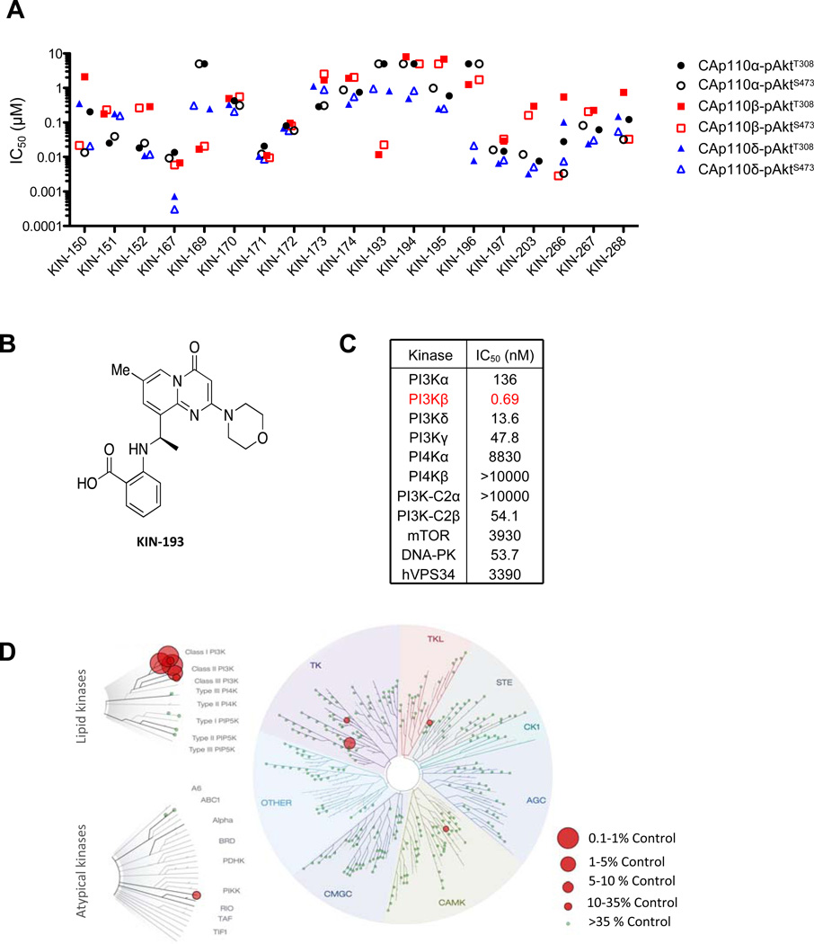 Identification of KIN-193 (AZD6482) as a p110β specific inhibitor. Cancer Discov. 2012 May;2(5):425-33.