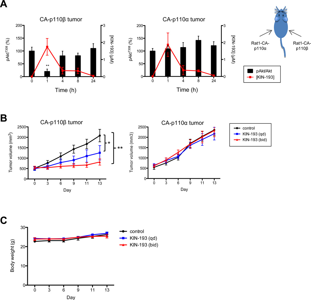 In vivo characterization of the anti-cancer potential of KIN-193. A, Pharmacokinetics and pharmocodynamics of KIN-193 in mice. Cancer Discov. 2012 May;2(5):425-33.