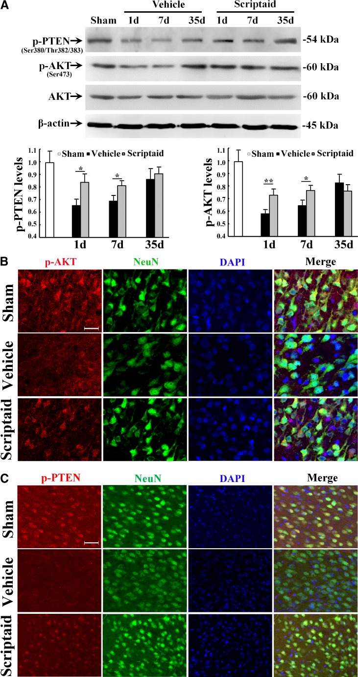 Scriptaid prevented the decrease in phosphorylated phosphatase and tensin homolog deleted on chromosome 10 (p-PTEN) and phospho-AKT (p-AKT) levels after injury. Neurotherapeutics.2013 Jan;10(1):124-42.