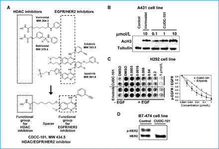 CUDC-101 potently inhibits HDAC, EGFR and HER2. Cancer Res. 2010 May 1;70(9):3647-56.