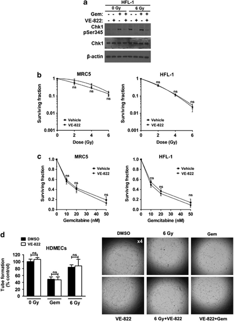 VE-822 attenuates ATR signaling in normal cells without enhancing radiation and gemcitabine killing in normal cells. Cell Death Dis. 2012 Dec 6;3:e441.