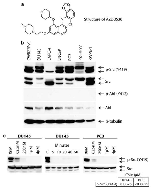 AZD0530 inhibits Src activation through inhibition of Y419 phosphorylation. Oncogene. 2008 Oct 23;27(49):6365-75.