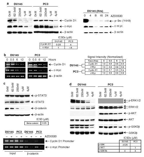 AZD0530 inhibits cell proliferation through β-catenin, ERK1/2 and GSK3β-mediated cyclin D1 and c-myc regulation. Oncogene. 2008 Oct 23;27(49):6365-75.