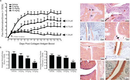 Oral administration of P505-15 significantly ameliorates the severity and development of arthritis in the rat CIA model. J Pharmacol Exp Ther. 2012 Feb;340(2):350-9.