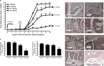 P505-15 attenuates antibody-induced inflammation in a mouse model of rheumatoid arthritis. J Pharmacol Exp Ther.2012 Feb;340(2):350-9.