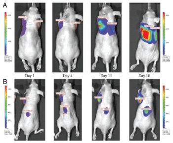 (A) Bioluminescent image time course of an intracardiac inoculated vehicle control mouse. Vehicle was administered P.O. BID 5x/wk for three weeks. (B) Bioluminescent image time course of an intracardiac inoculated treated with PF-562,271. PF-562,271 was administered at 25 mg/kg P.O. BID 5x/wk for three weeks. Cancer Biol Ther. 2010 Jul 1; 10(1): 38–43.