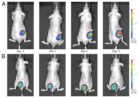 (A) Bioluminescent image time course of a subcutaneously inoculated vehicle control mouse. PF-562,271 was administered at 25 mg/kg P.O. BID 5x/wk for two weeks. (B) Bioluminescent image time course of a subcutaneously inoculated mouse treated with PF-562,271. PF-562,271 was administered at 25 mg/kg P.O. BID 5x/wk for two weeks. Cancer Biol Ther.2010 Jul 1;10(1):38-43.