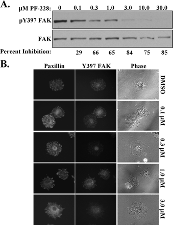 The effects of PF-228 on adhesion-dependent FAK activation. J Biol Chem. 2007 May 18;282(20):14845-52.