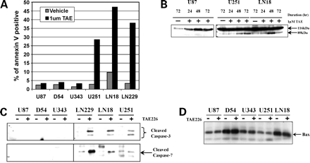 TAE226 treatment induces apoptosis in glioma cells containing mutant p53. Mol Cancer Ther. 2007 Apr;6(4):1357-67.