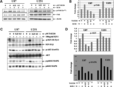 TAE226 treatment inhibits FAK and IGF-IR signaling pathways. Mol Cancer Ther.2007 Apr;6(4):1357-67.