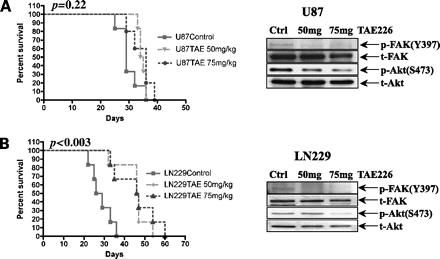 TAE226 treatment prolongs the survival of glioma xenograft animals. Mol Cancer Ther. 2007 Apr;6(4):1357-67.