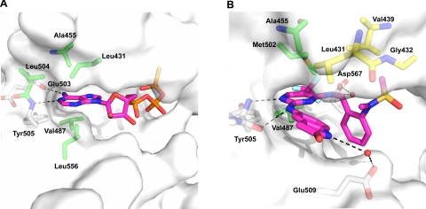 A, molecular surface of the PYK2 in the active site region in complex with ATPγS (magenta). Critical side chains are labeled (ball and stick representation) with hydrogen bonds (dashed lines). B, active site of PYK2 bound to PF-431396 (magenta). Hydrophobic residues interacting with the sulfonamide group are shown in yellow. J Biol Chem. 2009 May 8;284(19):13193-201.