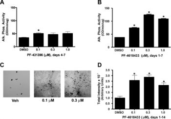 PF-4618433 promotes osteogenesis of hMSC cultures. hMSC cultures were treated with PF-431396 (days 4-7) or with PF-4618433 (days 1-7), and alkaline phosphatase activity determined on day 7 (A and B, respectively). J Biol Chem. 2009 May 8;284(19):13193-201.