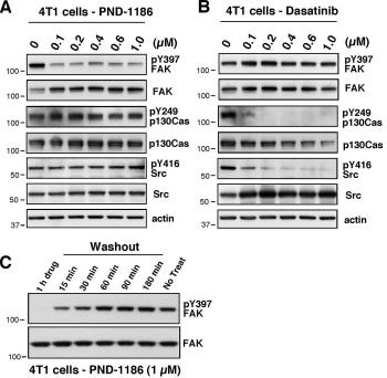 PND-1186 inhibitory effects differ from Dasatinib (Src inhibition). Cancer Biol Ther. 2010 May; 9(10): 764–777.