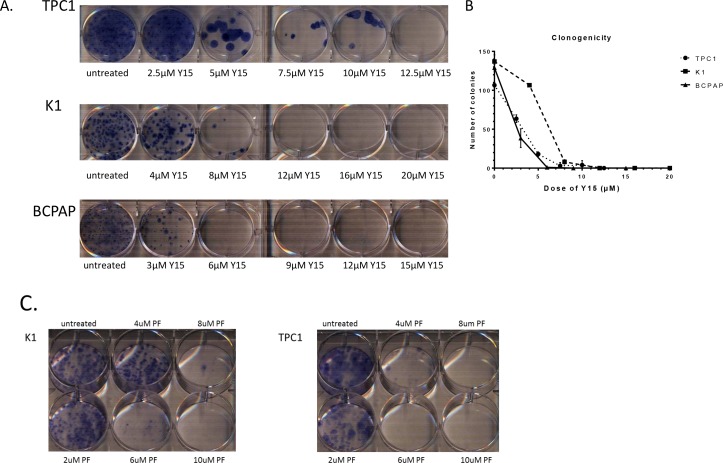 Y15 and PF-04554878 decreased clonogenicity in a dose-dependent manner in papillary thyroid cancer cell lines. Oncotarget. 2014 Sep 15;5(17):7945-59.