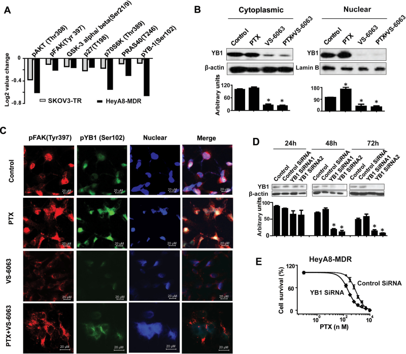 VS-6063 restores YB-1–mediated paclitaxel (PTX) resistance. J Natl Cancer Inst. 2013 Oct 2;105(19):1485-95.