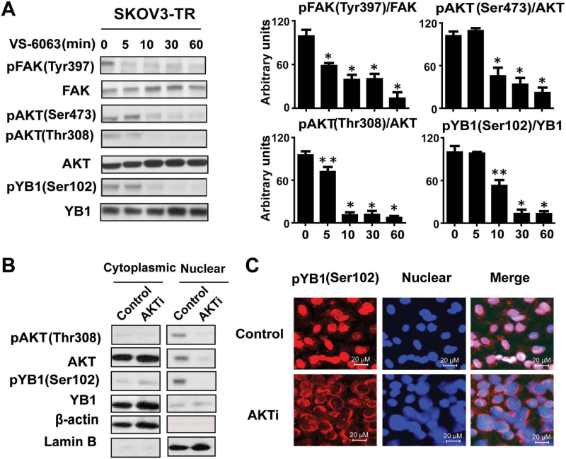 VS-6063 downregulated YB-1 phosphorylation and nuclear translocation in taxane-resistant cells by an AKT-dependent pathway. J Natl Cancer Inst. 2013 Oct 2;105(19):1485-95.