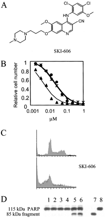 SKI-606 is a potent inhibitor of CML cell proliferation and survival. Cancer Res. 2003 Jan 15;63(2):375-81.