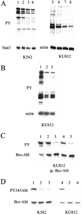 SKI-606 inhibits tyrosine phosphorylation of cellular proteins and Bcr-Abl in CML cells. Cancer Res. 2003 Jan 15;63(2):375-81.