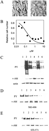 SKI-606 is an Abl kinase inhibitor. Cancer Res. 2003 Jan 15;63(2):375-81.