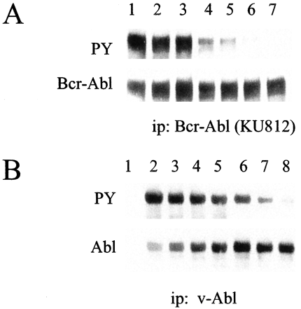 Comparison of inhibition of Bcr-Abl tyrosine phosphorylation and v-Abl phosphorylation by SKI-606. Cancer Res.2003 Jan 15;63(2):375-81.