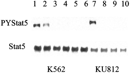 SKI-606 inhibits downstream signaling from Bcr-Abl. Cancer Res. 2003 Jan 15;63(2):375-81.