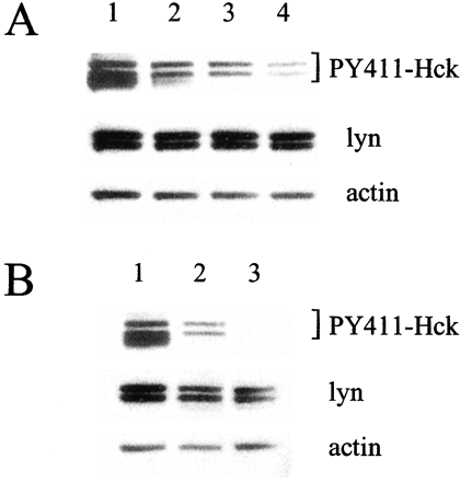 SKI-606 reduces phosphorylation of Tyr397 in Lyn. Cancer Res. 2003 Jan 15;63(2):375-81.