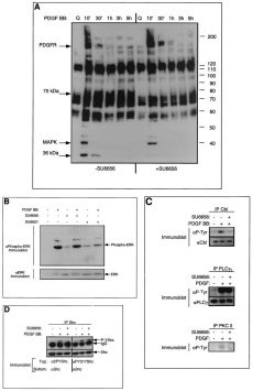 Effect of SU6656 on tyrosine phosphorylation. Mol Cell Biol.2000 Dec;20(23):9018-27.