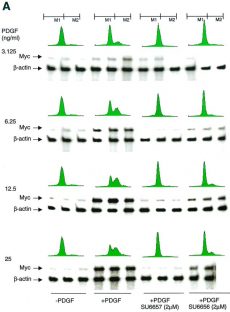 SU6656 inhibits PDGF-stimulated c-Myc induction. Mol Cell Biol. 2000 Dec;20(23):9018-27.