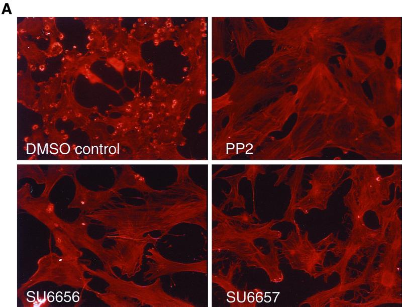 Effects of PP2, SU6656, and SU6657.