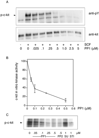 PP1 inhibits c-Kit autophosphorylation in intact cells and in vitro kinase assays. J Biol Chem.2003 Feb 14;278(7):4847-53.