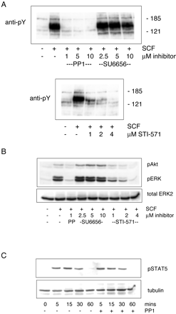 Effects of PP1 , SU6656, and STI571 on c-Kit activation. J Biol Chem. 2003 Feb 14;278(7):4847-53.