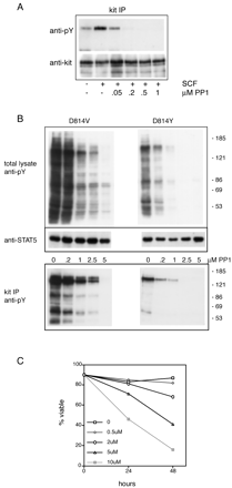 Effects of PP1 on the phosphorylation and activity of wild-type and constitutively active mutant forms of c-Kit. J Biol Chem. 2003 Feb 14;278(7):4847-53.