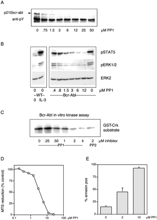 PP1 blocks constitutive activation of Bcr-Abl and causes rapid apoptosis in Bcr-Abl/FDCP1 cells. J Biol Chem. 2003 Feb 14;278(7):4847-53.