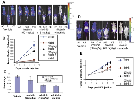 In vivo effects of the combination of nilotinib (15-20 mg/kg) and imatinib (50 mg/kg) on BCR-ABL–expressing cells in a murine leukemia model. Blood. 2007 Mar 1;109(5):2112-20.