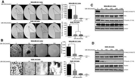 UM-164 treatment inhibits cell motility and invasion through c-Src–mediated FAK activation. Clin Cancer Res. 2016 Oct 15;22(20):5087-5096.