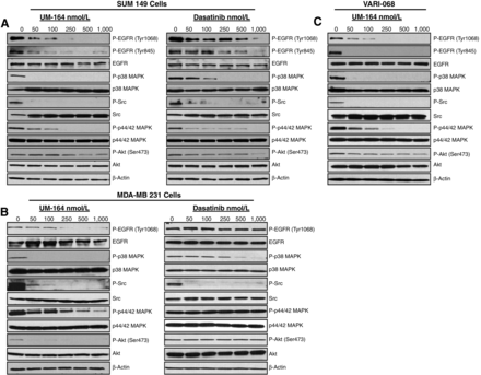 Inhibition of multiple signaling pathways by UM-164 and dasatinib in TNBC cell lines. Cells were treated with an increasing concentration of either UM-164 or dasatinib for 1 hour. Whole-cell lysates were collected and analyzed for the phospho-specific antibody of the indicated proteins, followed by immunoblotting for the corresponding total protein. A, SUM 149. B, MDA-MB 231. C, VARI-068, a TNBC cell line grown from a PDX. Clin Cancer Res. 2016 Oct 15;22(20):5087-5096.