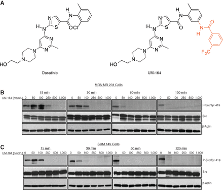 Chemical structures of dasatinib and UM-164. A, UM-164 is a dasatinib analogue with an appended trifluoromethyl amide group (colored red) that causes binding to the inactive conformation of c-Src. B and C, MDA-MB 231 and SUM 149 cells were treated with UM-164 for 15, 30, 60, and 120 minutes at the indicated concentrations, and the whole-cell lysate was probed for P-Src/Tyr-419. Clin Cancer Res. 2016 Oct 15;22(20):5087-5096.