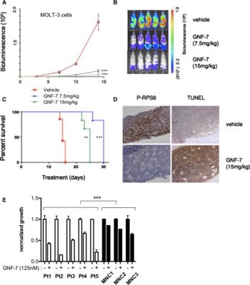 In vivo efficacy of GNF-7 in a xenotransplantation model and activity against primary AML patient samples. Blood. 2015 May 14; 125(20): 3133–3143.