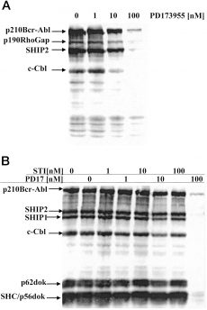 PD173955 inhibits Bcr-Abl-dependent substrate tyrosine phosphorylation in vivo. Cancer Res. 2002 Aug 1;62(15):4244-55.